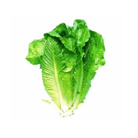 Lettuce Romaine Local