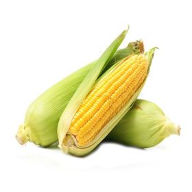 Sweet Corn Iran