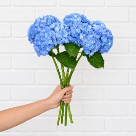 Bunch of Blue Hydrangea