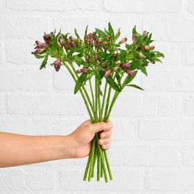 Bunch of Burgundy Alstroemeria