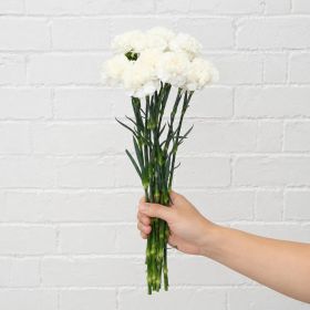 Bunch of White Carnation
