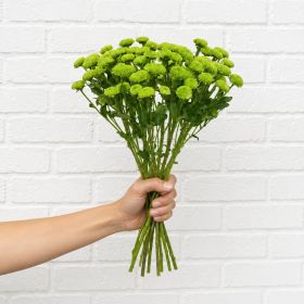 Bunch of Green Chrysanthemum