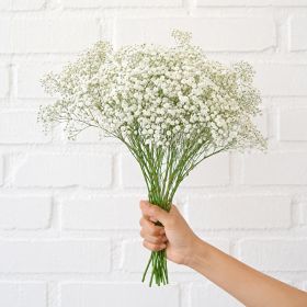 Bunch of Gypsophila