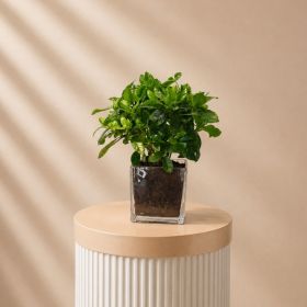 Gardenia Pot