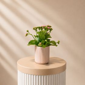Kalanchoe Pink Pot