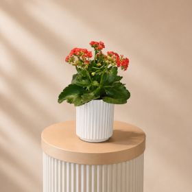 Kalanchoe Orange Pot