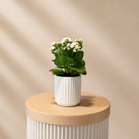 Kalanchoe White Pot