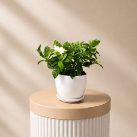 Gardenia Jasminoides Pot
