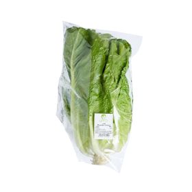 Leto Romaine Lettuce