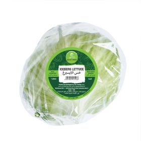 Leto Iceberg Lettuce