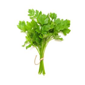 Leto Coriander Leaves