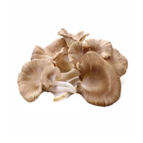 Oyster Mushroom UAE