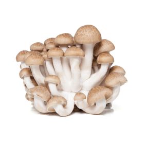Brown Shimeji Mushroom 