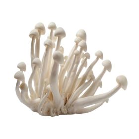 White Shimeji Mushroom