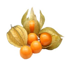 Physalis Columbia