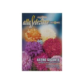 Alta Flower Aster American Beauty Seeds