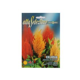 Alta Flower Celosia Plumosa Mixed Seeds