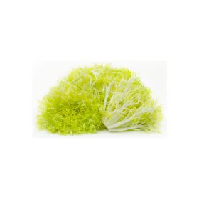 Lettuce Frisee Yellow France