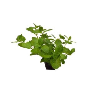 Mint Plant Pot