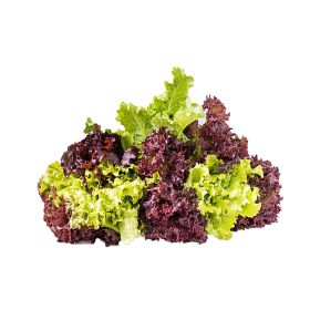 Mixed Lollo Lettuce