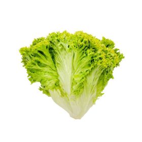Lollo Biondo Lettuce