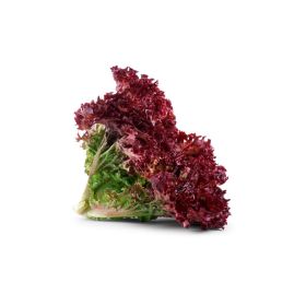 Lettuce Lollo Rossa Holland
