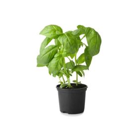 Basil Pot Local