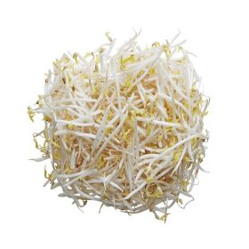 Beans Sprout Local