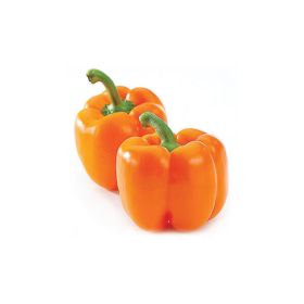 Orange Capsicum Holland