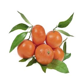 Clementine With Leaves Spain