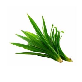 Pandanus Leaves Thailand