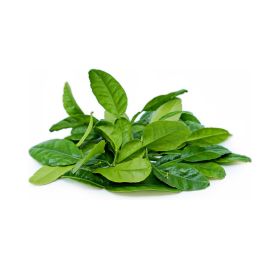 Lime Leaves Thailand