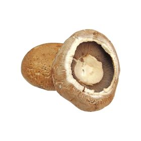 Mushroom Portabella Holland