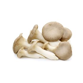 Oyster Mushroom Holland