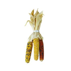Halloween Mini Ornamental Corn USA