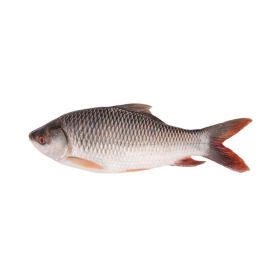 Rohu Fish India