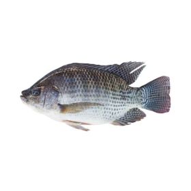 Tilapia Egypt