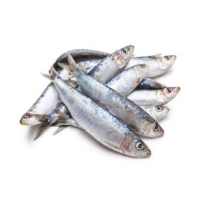 Sardine Fish GCC