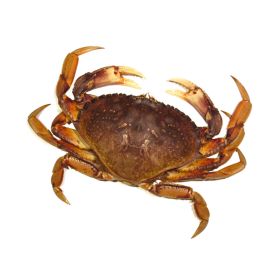Atlantic Crab