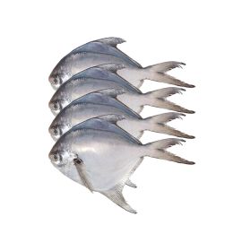 Pomfret White - India