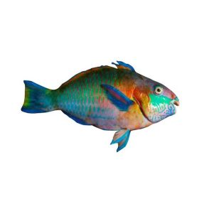 Parrot Fish UAE