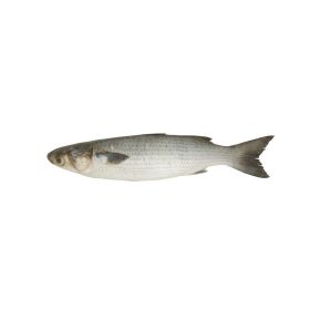 Grey Mullet UAE