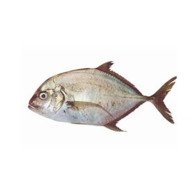 Malabar Trevally GCC