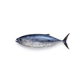 Tuna Small