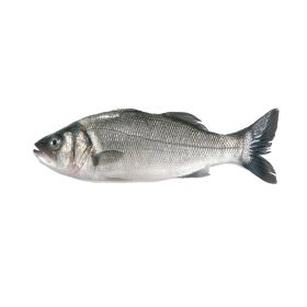 Organic Seabass Greece