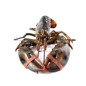 Live Lobster 400/600 Canada