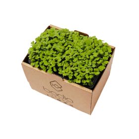 Badia Arugula 2'S