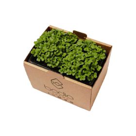 Badia Broccoli 2'S