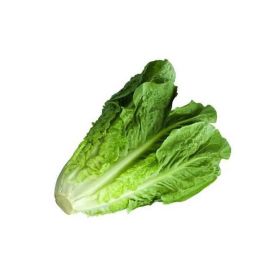 Lettuce Romaine Iran
