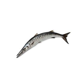 Barracuda Fish